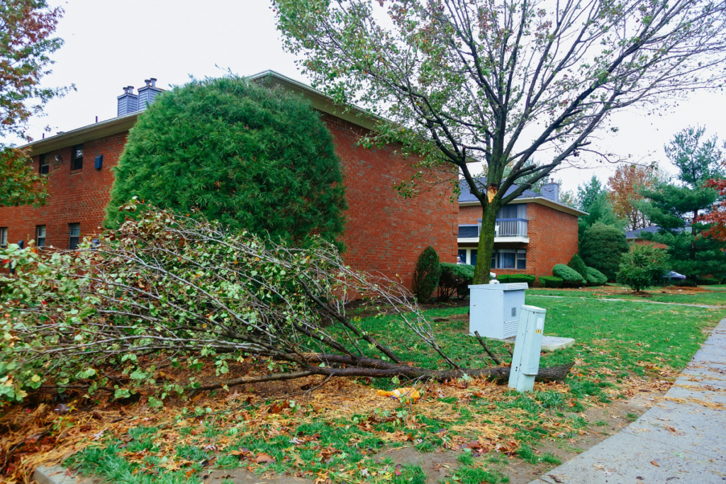 Tree fallen in front of apartments